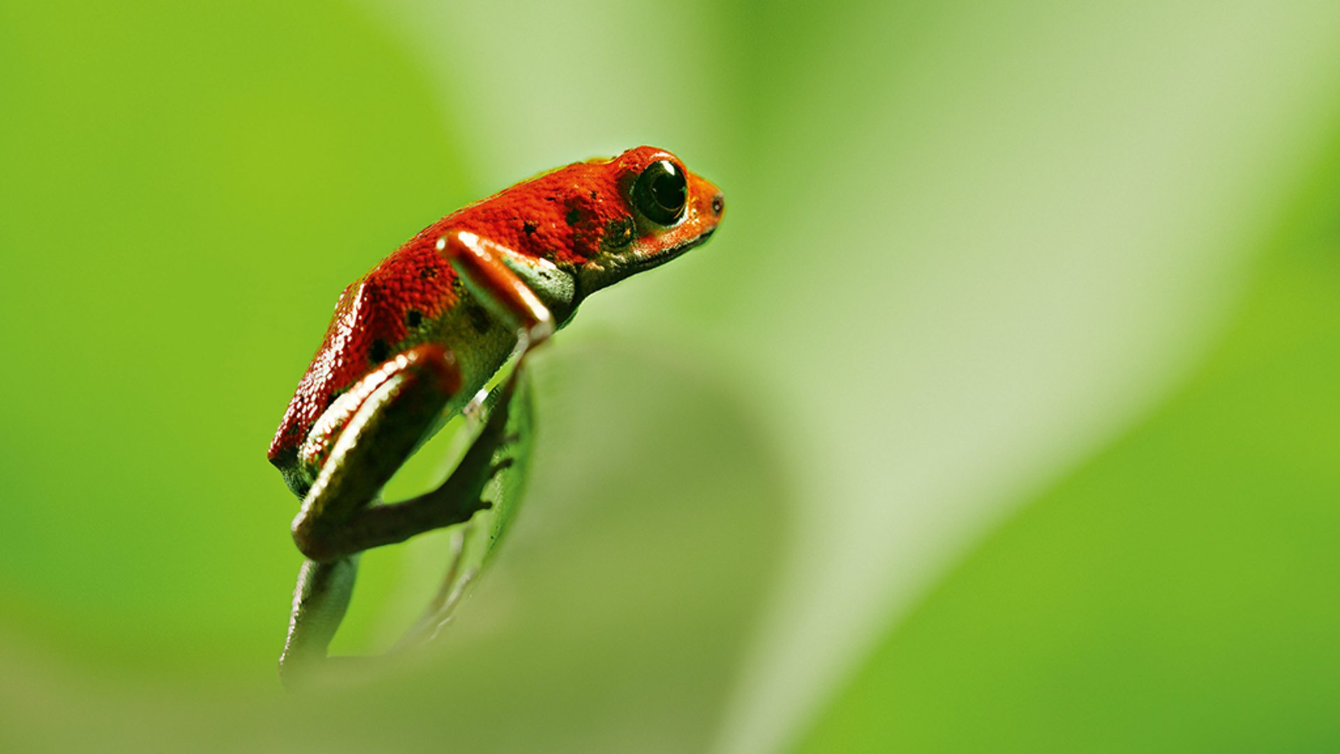 Attenborough’s Life in Colour 1. Sezon 2. Bölüm