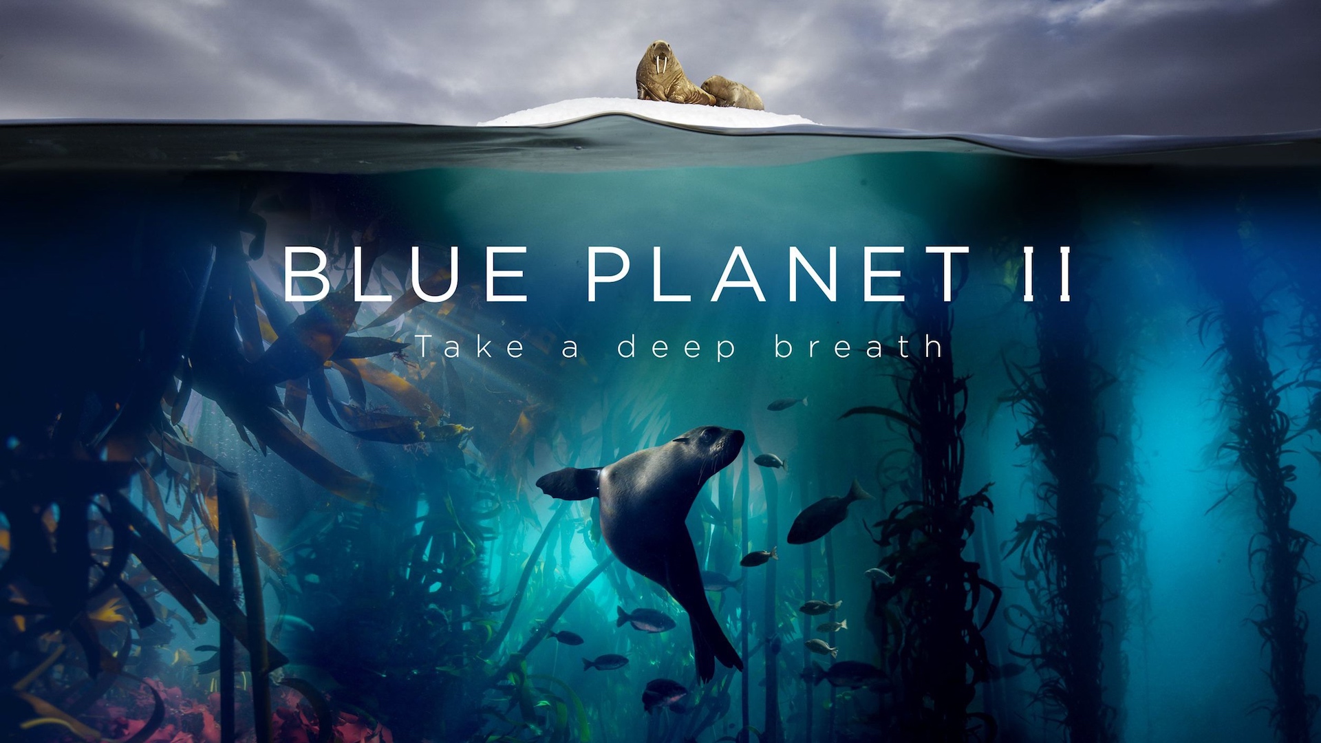 Blue Planet II 1. Sezon 1. Bölüm