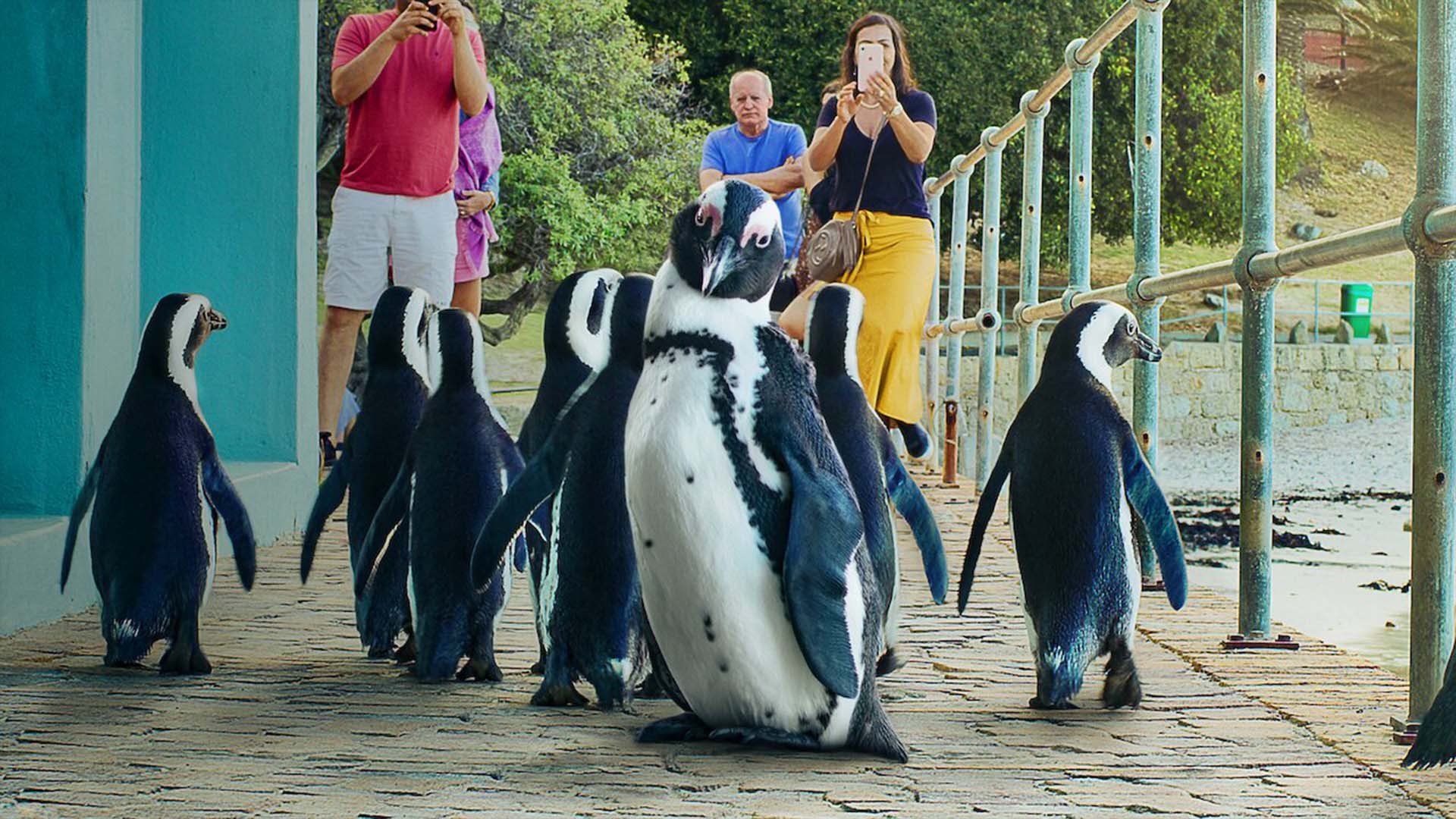 Penguin Town 1. Sezon 8. Bölüm