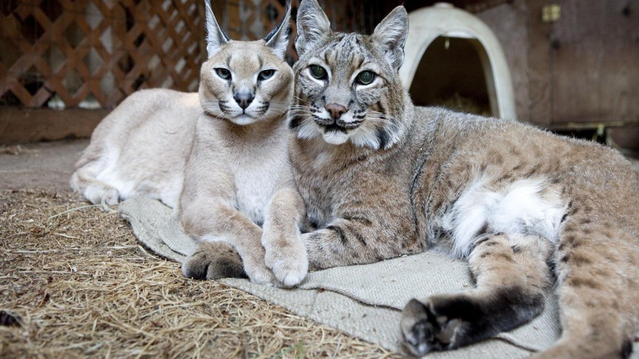 Unlikely Animal Friends 2. Sezon 2. Bölüm