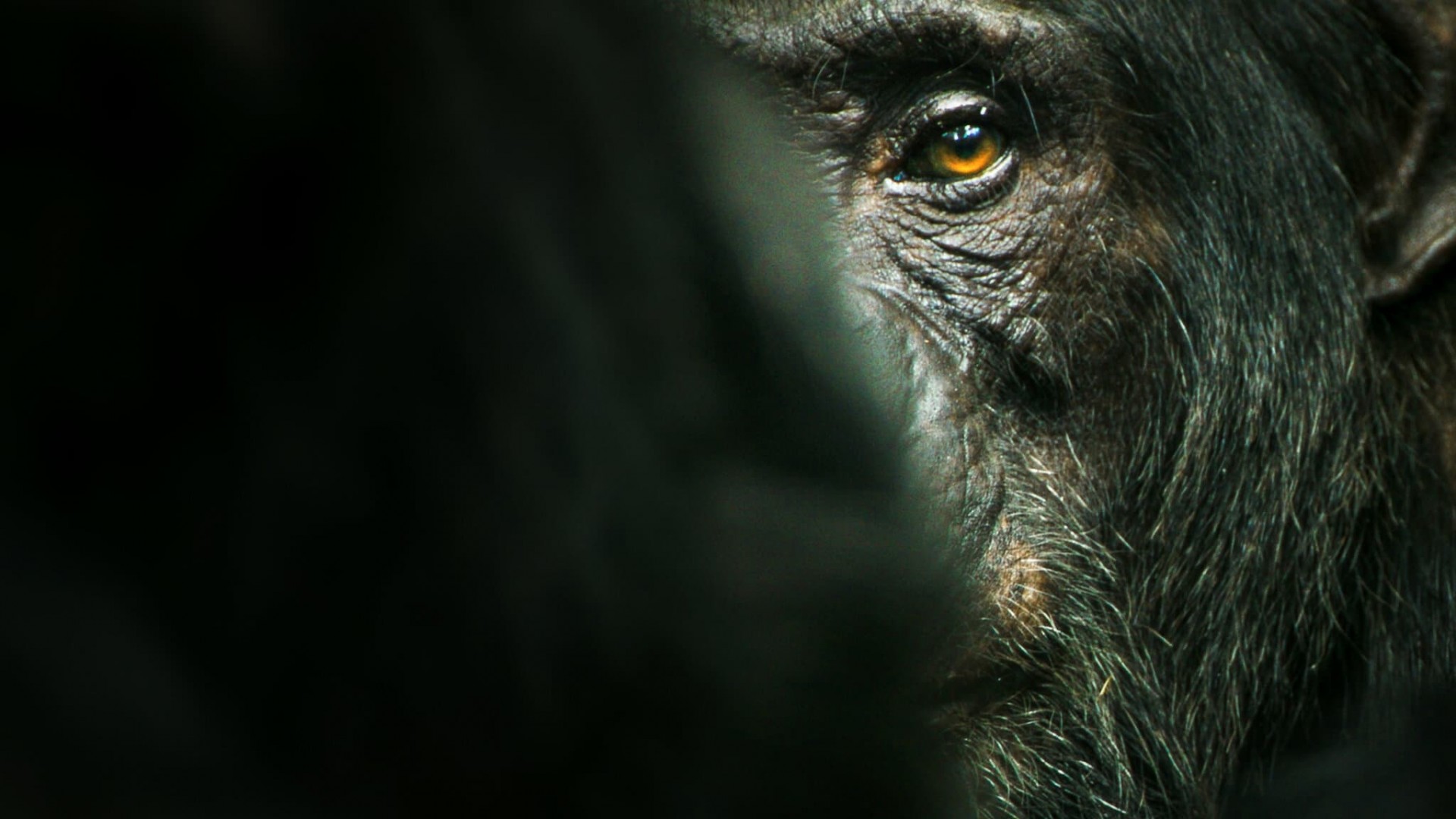 Chimp Empire 1. Sezon 1. Bölüm