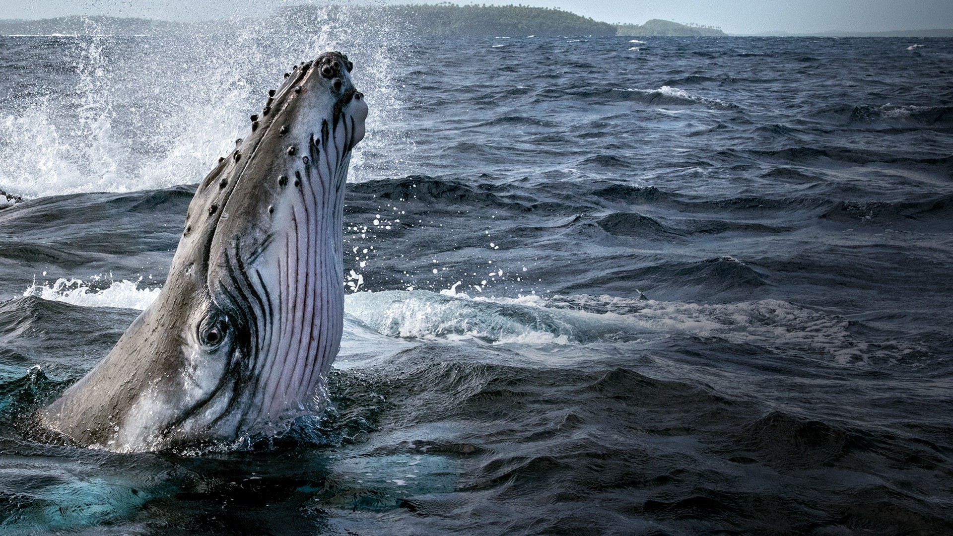 Secrets of the Whales 1. Sezon 3. Bölüm