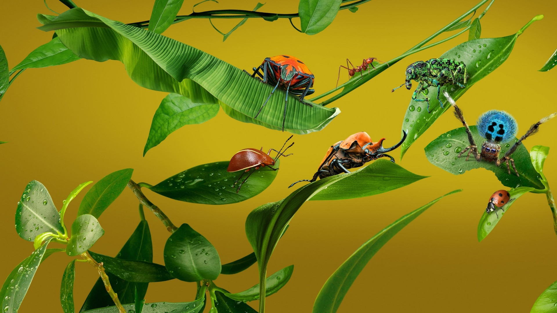 A Real Bug’s Life 2. Sezon 2. Bölüm