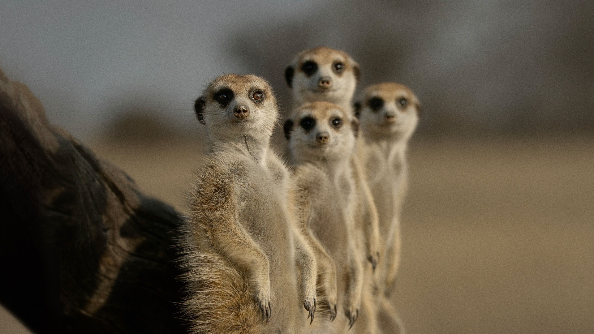 The Secret Lives of Animals 1. Sezon 8. Bölüm